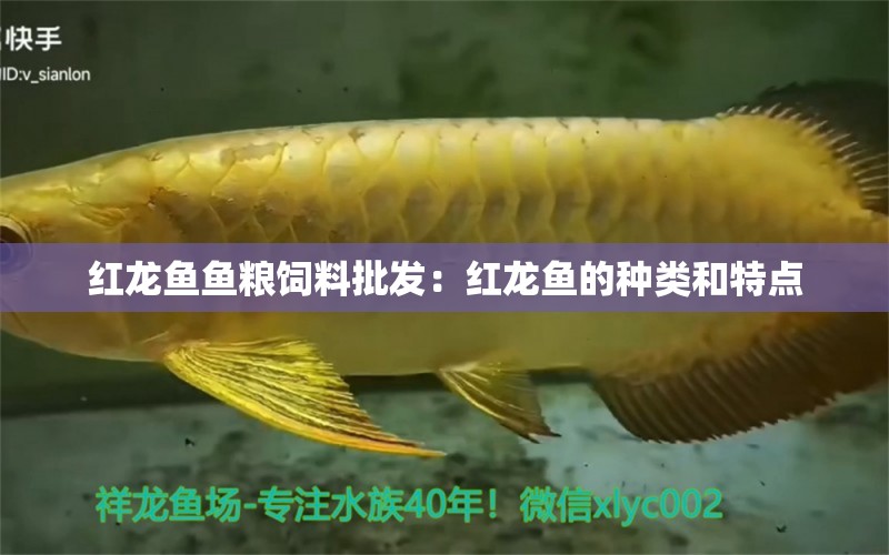 紅龍魚魚糧飼料批發(fā)：紅龍魚的種類和特點(diǎn)