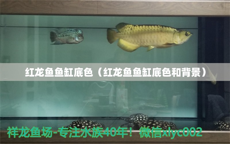 紅龍魚魚缸底色（紅龍魚魚缸底色和背景）