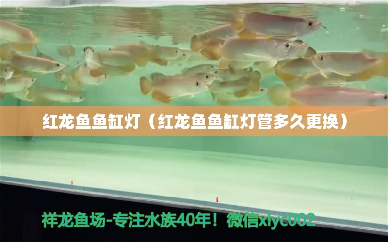 紅龍魚魚缸燈（紅龍魚魚缸燈管多久更換）