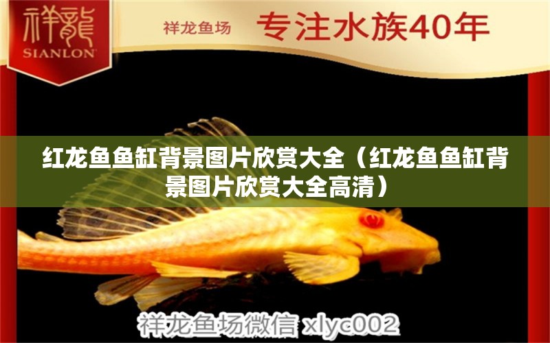 紅龍魚魚缸背景圖片欣賞大全（紅龍魚魚缸背景圖片欣賞大全高清）