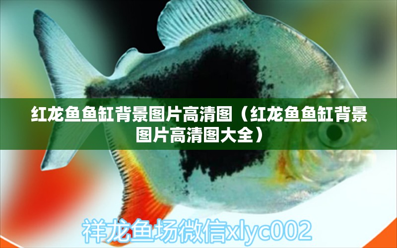 紅龍魚魚缸背景圖片高清圖（紅龍魚魚缸背景圖片高清圖大全）