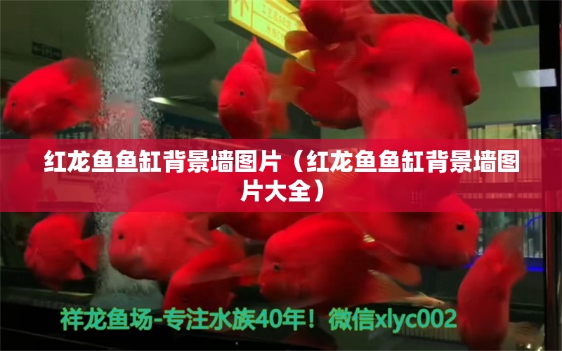 紅龍魚魚缸背景墻圖片（紅龍魚魚缸背景墻圖片大全）