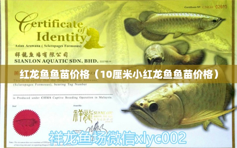 紅龍魚魚苗價(jià)格（10厘米小紅龍魚魚苗價(jià)格） 網(wǎng)上購買觀賞魚