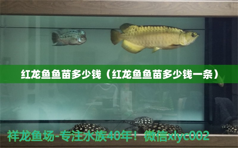 紅龍魚(yú)魚(yú)苗多少錢（紅龍魚(yú)魚(yú)苗多少錢一條）