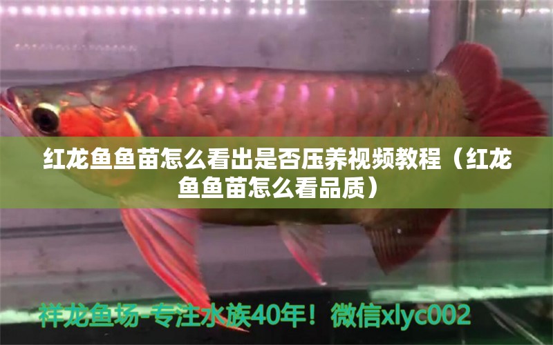 紅龍魚(yú)魚(yú)苗怎么看出是否壓養(yǎng)視頻教程（紅龍魚(yú)魚(yú)苗怎么看品質(zhì)） 印尼紅龍魚(yú)