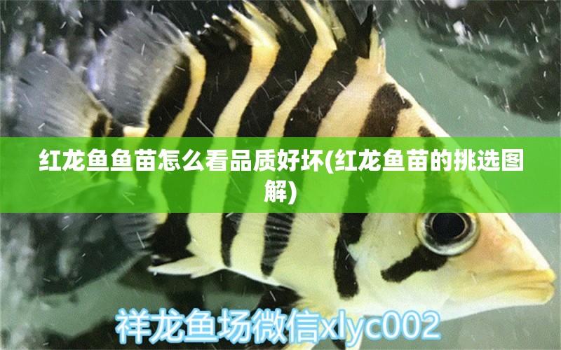 紅龍魚魚苗怎么看品質(zhì)好壞(紅龍魚苗的挑選圖解)