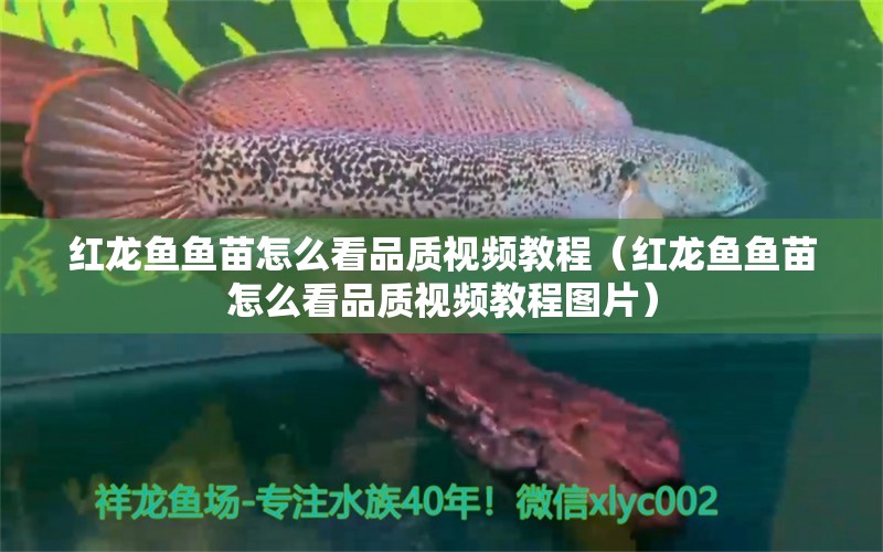 紅龍魚魚苗怎么看品質(zhì)視頻教程（紅龍魚魚苗怎么看品質(zhì)視頻教程圖片） 印尼紅龍魚