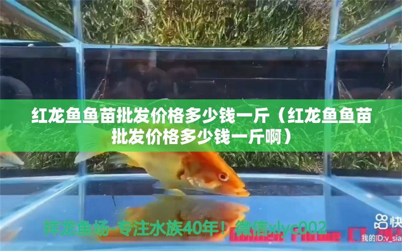 紅龍魚魚苗批發(fā)價格多少錢一斤（紅龍魚魚苗批發(fā)價格多少錢一斤?。?龍魚百科