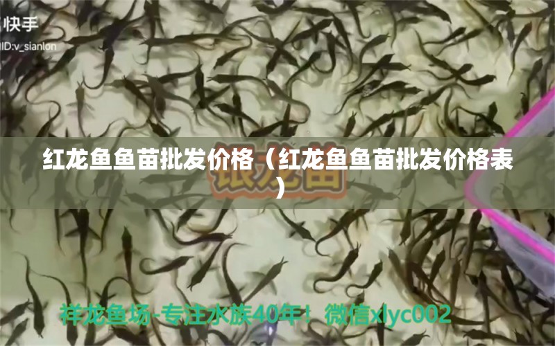 紅龍魚魚苗批發(fā)價格（紅龍魚魚苗批發(fā)價格表） 網(wǎng)上購買觀賞魚