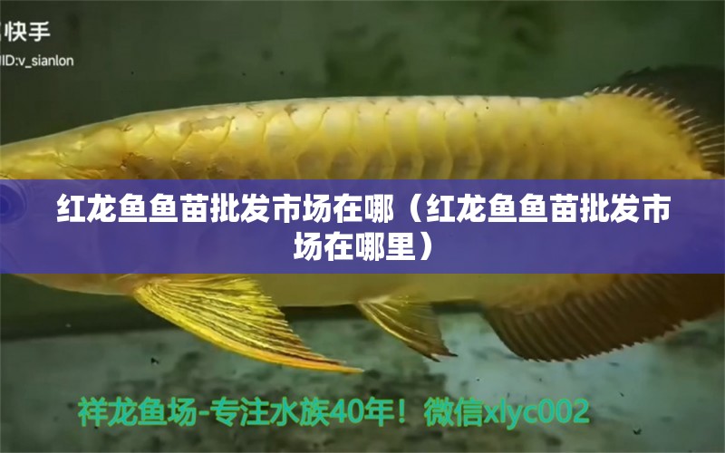 紅龍魚魚苗批發(fā)市場在哪（紅龍魚魚苗批發(fā)市場在哪里）