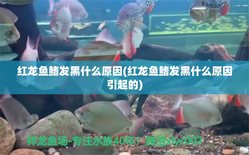 紅龍魚(yú)鰭發(fā)黑什么原因(紅龍魚(yú)鰭發(fā)黑什么原因引起的) 球鯊魚(yú)