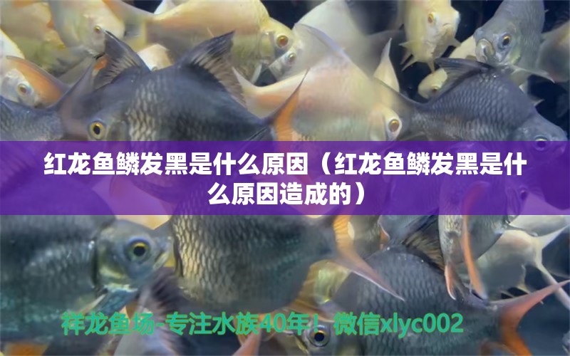 紅龍魚鱗發(fā)黑是什么原因（紅龍魚鱗發(fā)黑是什么原因造成的）