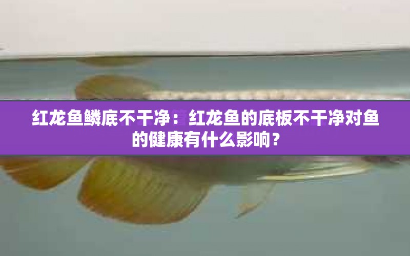 紅龍魚鱗底不干凈：紅龍魚的底板不干凈對(duì)魚的健康有什么影響？ 水族問(wèn)答 第2張