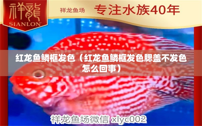 紅龍魚鱗框發(fā)色（紅龍魚鱗框發(fā)色腮蓋不發(fā)色怎么回事） 龍魚百科