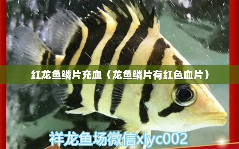 紅龍魚鱗片充血（龍魚鱗片有紅色血片） 杰西卡恐龍魚