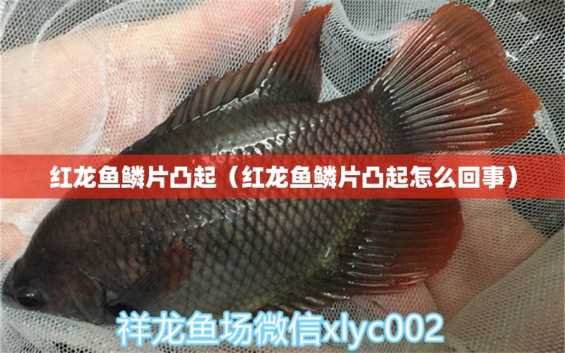 紅龍魚鱗片凸起（紅龍魚鱗片凸起怎么回事） 龍魚百科