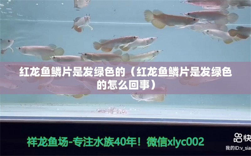 紅龍魚鱗片是發(fā)綠色的（紅龍魚鱗片是發(fā)綠色的怎么回事） 紅龍魚魚糧飼料