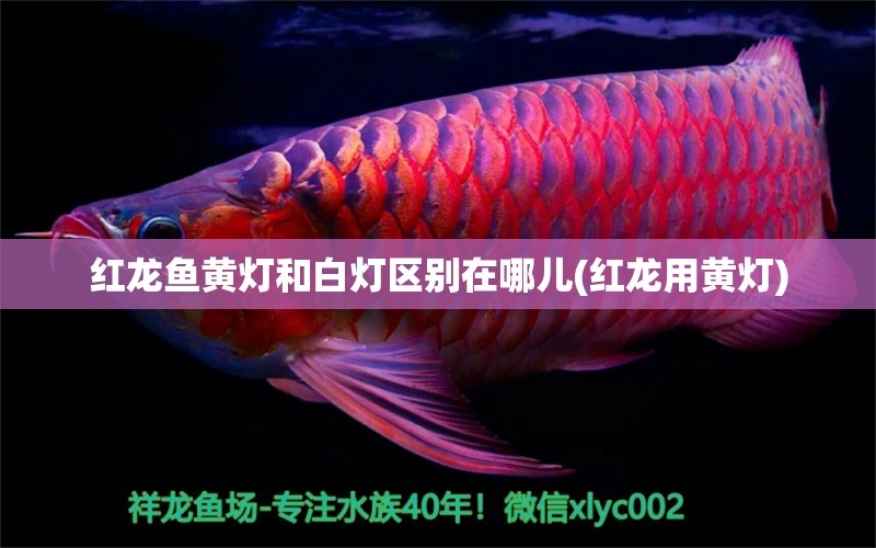 紅龍魚黃燈和白燈區(qū)別在哪兒(紅龍用黃燈)