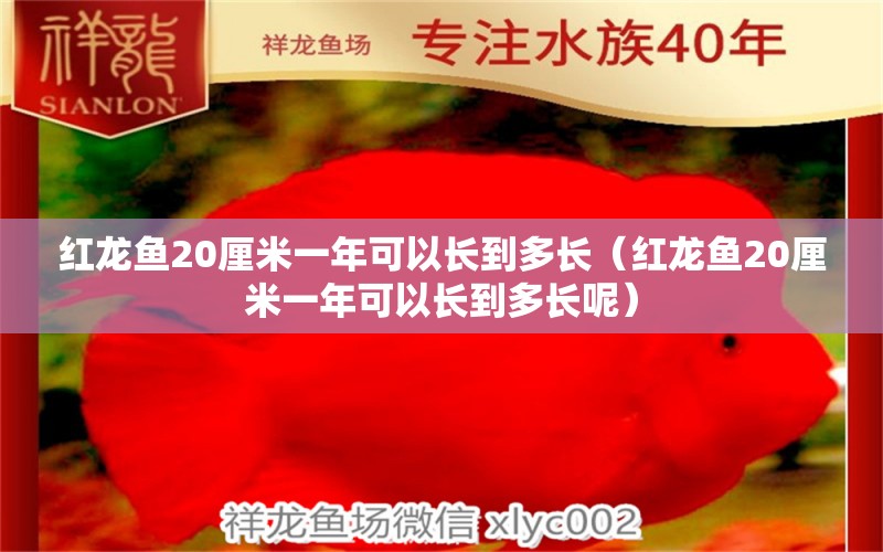 紅龍魚20厘米一年可以長(zhǎng)到多長(zhǎng)（紅龍魚20厘米一年可以長(zhǎng)到多長(zhǎng)呢） 印尼紅龍魚