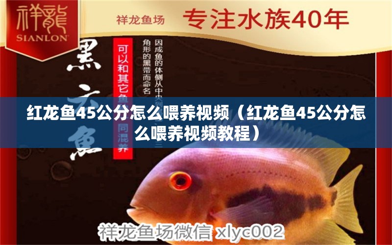 紅龍魚45公分怎么喂養(yǎng)視頻（紅龍魚45公分怎么喂養(yǎng)視頻教程） 印尼紅龍魚