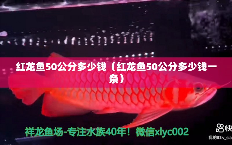 紅龍魚50公分多少錢（紅龍魚50公分多少錢一條）