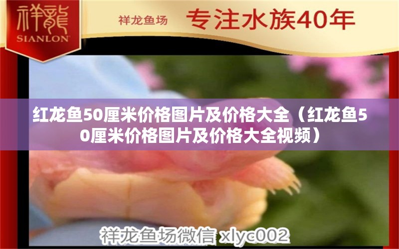 紅龍魚50厘米價格圖片及價格大全（紅龍魚50厘米價格圖片及價格大全視頻） 印尼紅龍魚