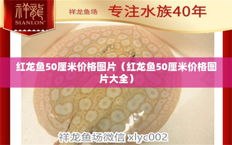 紅龍魚(yú)50厘米價(jià)格圖片（紅龍魚(yú)50厘米價(jià)格圖片大全）