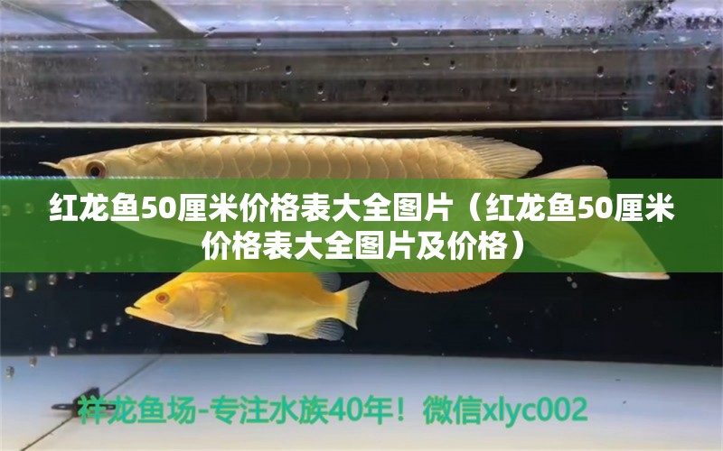 紅龍魚50厘米價格表大全圖片（紅龍魚50厘米價格表大全圖片及價格） 印尼紅龍魚