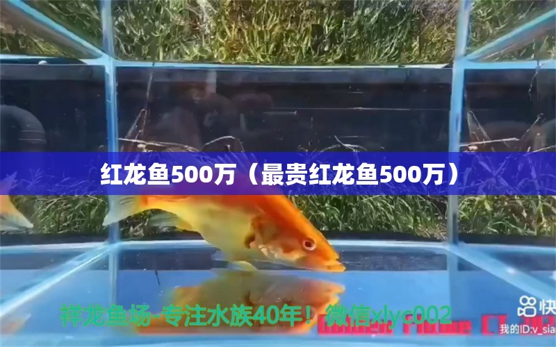 紅龍魚500萬(wàn)（最貴紅龍魚500萬(wàn)）