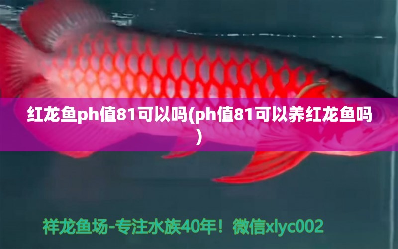 紅龍魚ph值81可以嗎(ph值81可以養(yǎng)紅龍魚嗎) 眼斑魚