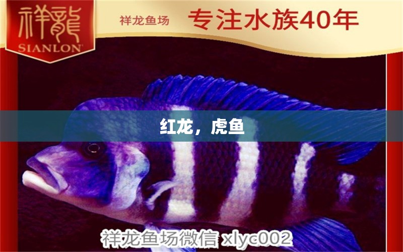 紅龍，虎魚(yú) 觀賞魚(yú)論壇 第2張