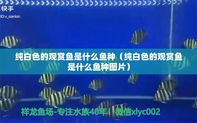 純白色的觀賞魚是什么魚種（純白色的觀賞魚是什么魚種圖片）