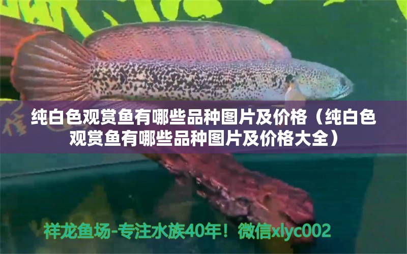 純白色觀賞魚有哪些品種圖片及價格（純白色觀賞魚有哪些品種圖片及價格大全） 觀賞魚市場（混養(yǎng)魚）