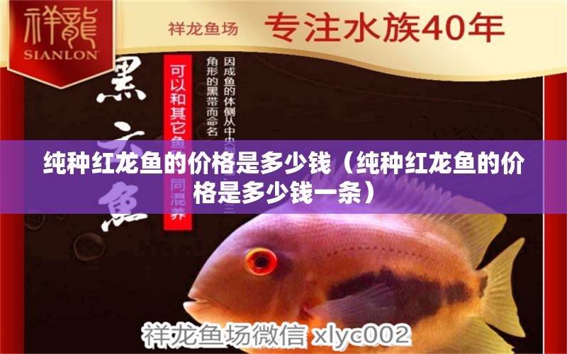 純種紅龍魚的價格是多少錢（純種紅龍魚的價格是多少錢一條）