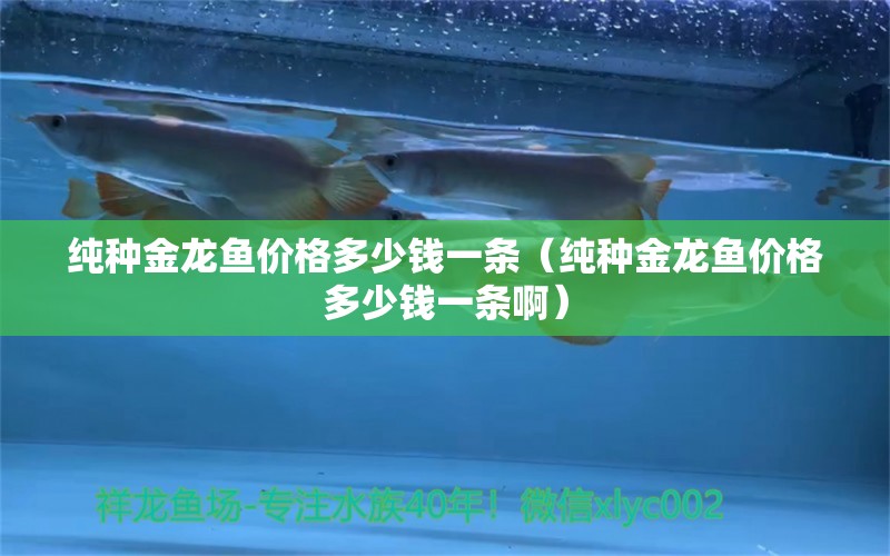 純種金龍魚價格多少錢一條（純種金龍魚價格多少錢一條?。? title=