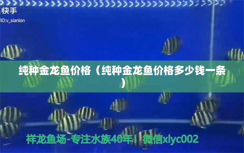 純種金龍魚價格（純種金龍魚價格多少錢一條）