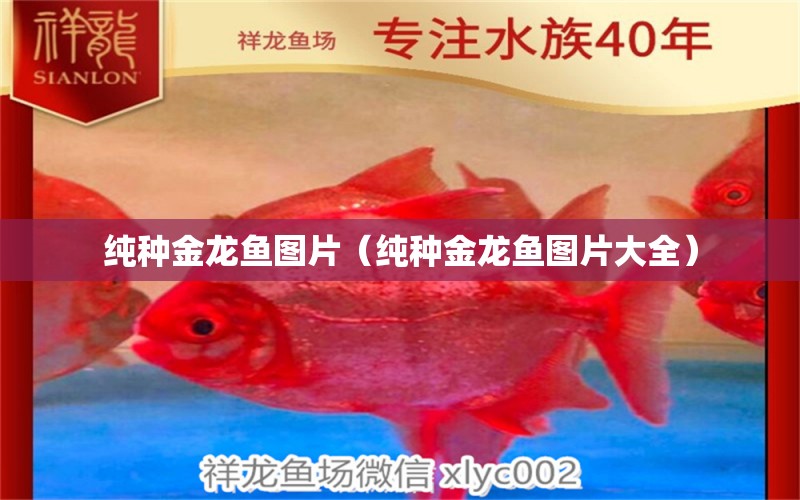 純種金龍魚圖片（純種金龍魚圖片大全）