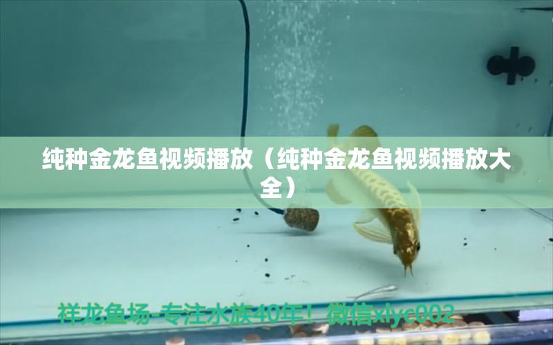 純種金龍魚視頻播放（純種金龍魚視頻播放大全） 除藻劑