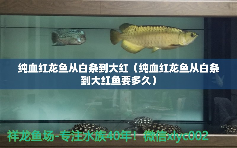 純血紅龍魚從白條到大紅（純血紅龍魚從白條到大紅魚要多久）