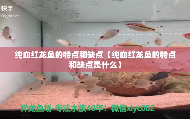 純血紅龍魚的特點(diǎn)和缺點(diǎn)（純血紅龍魚的特點(diǎn)和缺點(diǎn)是什么） 印尼紅龍魚