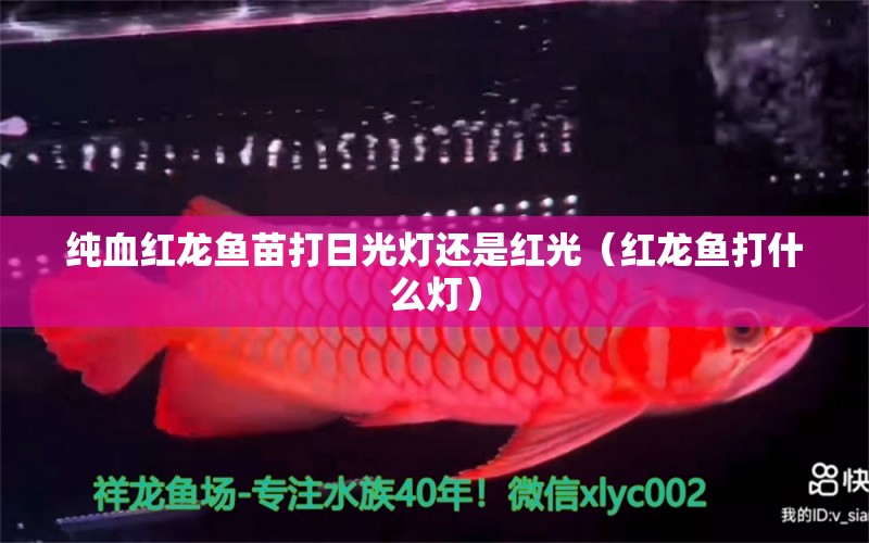 純血紅龍魚苗打日光燈還是紅光（紅龍魚打什么燈） 印尼紅龍魚