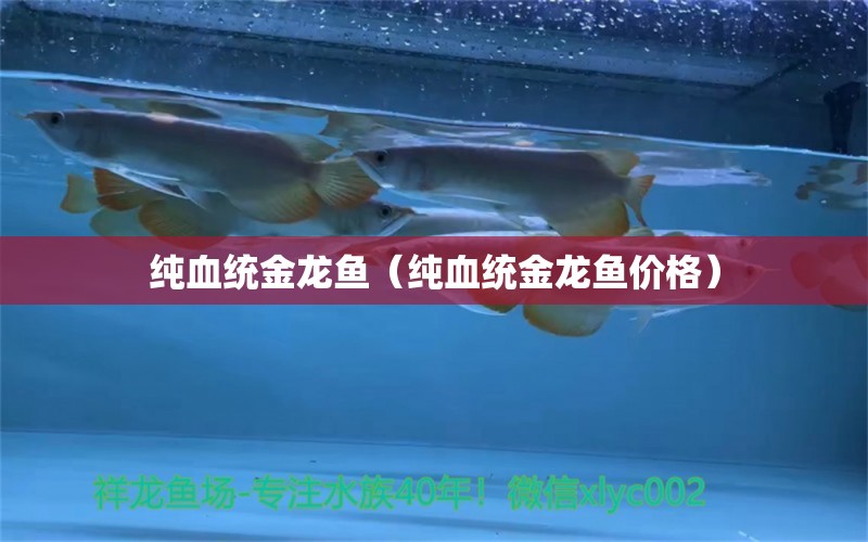 純血統(tǒng)金龍魚（純血統(tǒng)金龍魚價(jià)格）