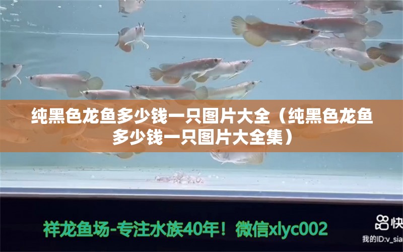 純黑色龍魚多少錢一只圖片大全（純黑色龍魚多少錢一只圖片大全集） 短身紅龍魚