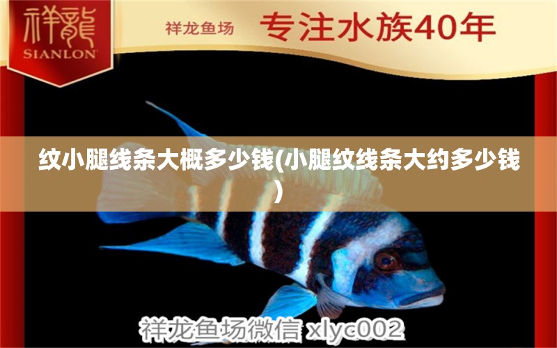 紋小腿線條大概多少錢(小腿紋線條大約多少錢) 其他品牌魚缸