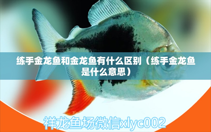 練手金龍魚和金龍魚有什么區(qū)別（練手金龍魚是什么意思）