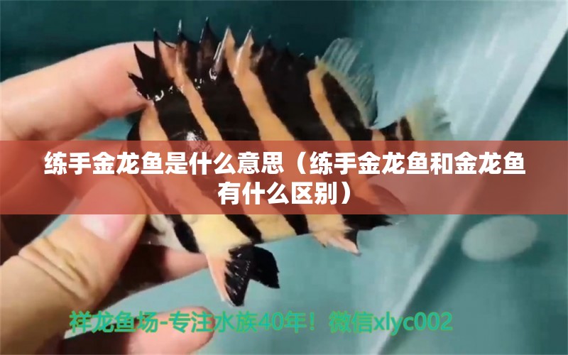 練手金龍魚是什么意思（練手金龍魚和金龍魚有什么區(qū)別）