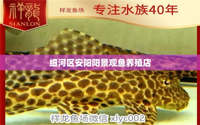 細河區(qū)安陽陽景觀魚養(yǎng)殖店 全國水族館企業(yè)名錄