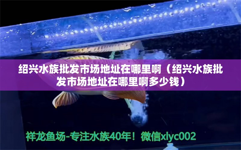 紹興水族批發(fā)市場地址在哪里?。ńB興水族批發(fā)市場地址在哪里啊多少錢） 觀賞魚水族批發(fā)市場