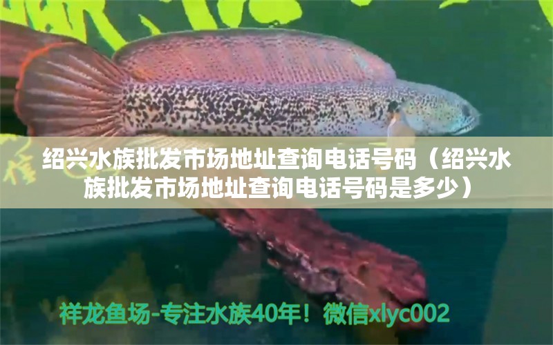 紹興水族批發(fā)市場地址查詢電話號碼（紹興水族批發(fā)市場地址查詢電話號碼是多少） 觀賞魚水族批發(fā)市場