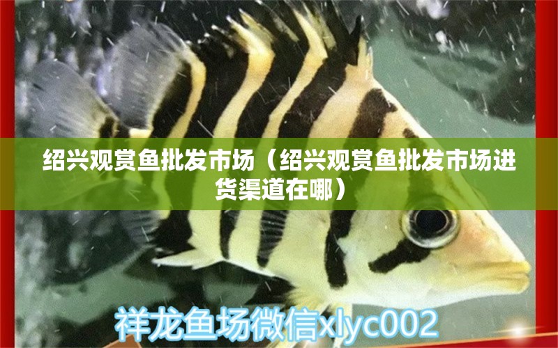 紹興觀賞魚批發(fā)市場（紹興觀賞魚批發(fā)市場進貨渠道在哪）